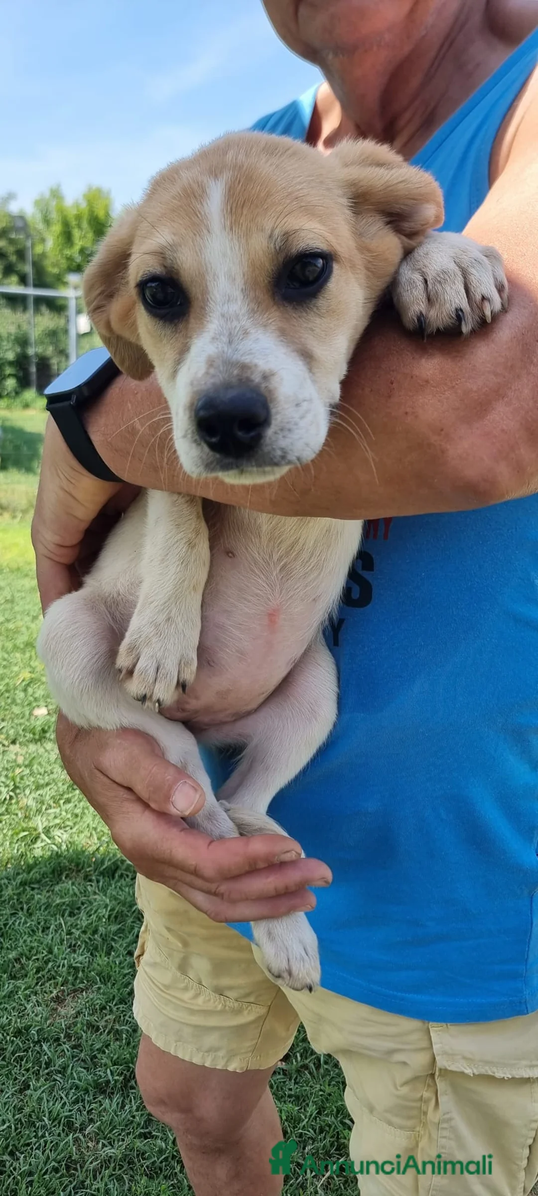 Meticcio cani in regalo: PACO💙-futura taglia media contenuta,pura dolcezza - Annuncio 4