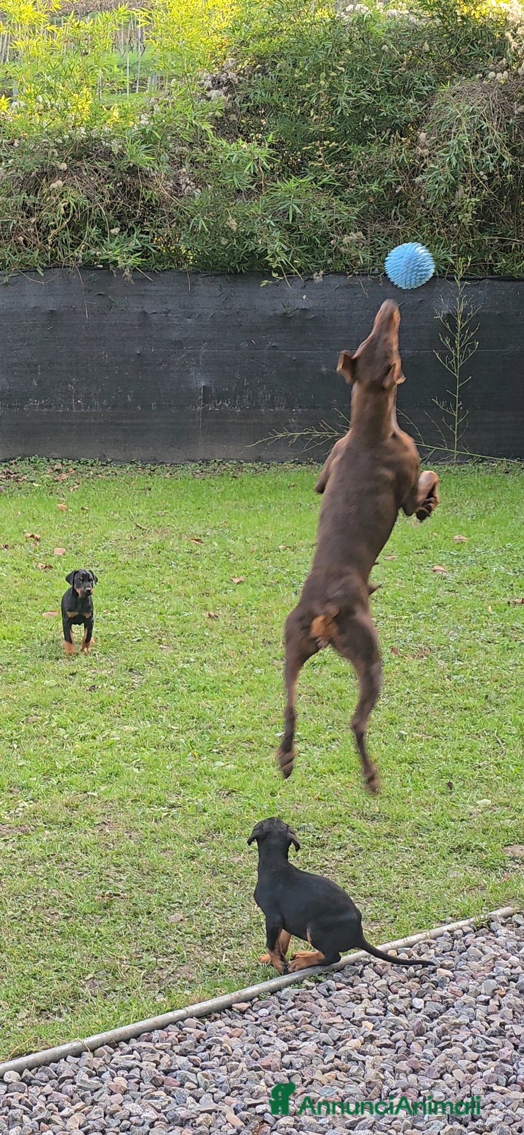 Dobermann cani in vendita: Cucciolo di dobermann - Annuncio 5