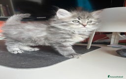 Siberiano gatti in vendita: Gatti siberiani  a Provincia di Biella - Immagine 2