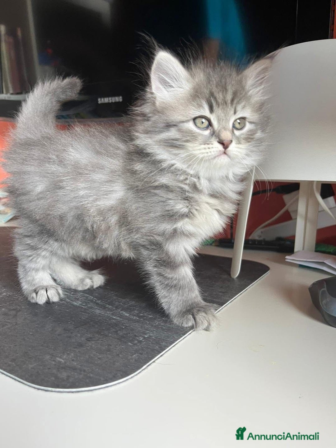 Siberiano gatti in vendita: Gatti siberiani  a Provincia di Biella - Immagine 2