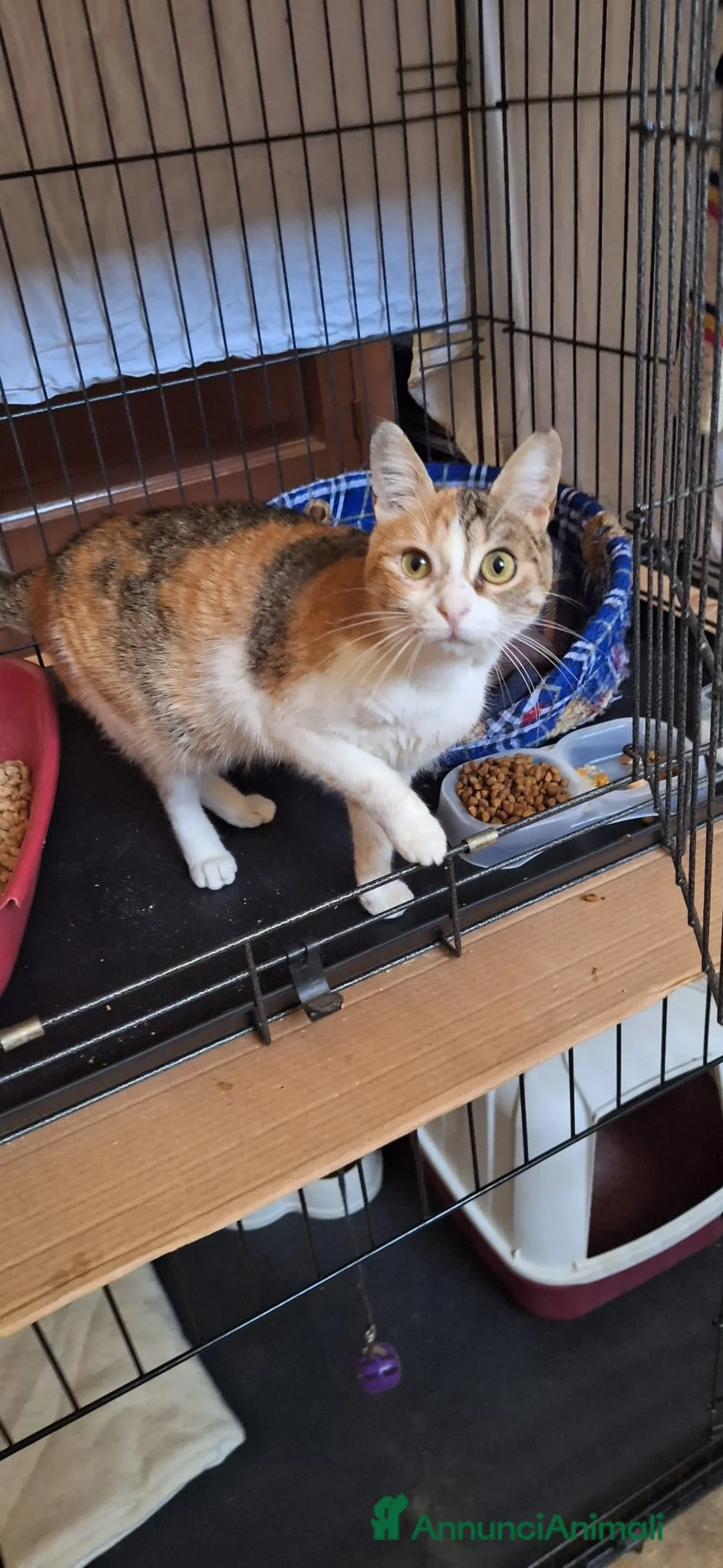 Europeo gatti in regalo: Maggie, abbandonata è pronta ad amare di nuovo  - Annuncio 3