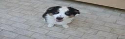 Australian Shepherd cani in vendita: Cuccioli di Pastore Australiano - Annuncio 2