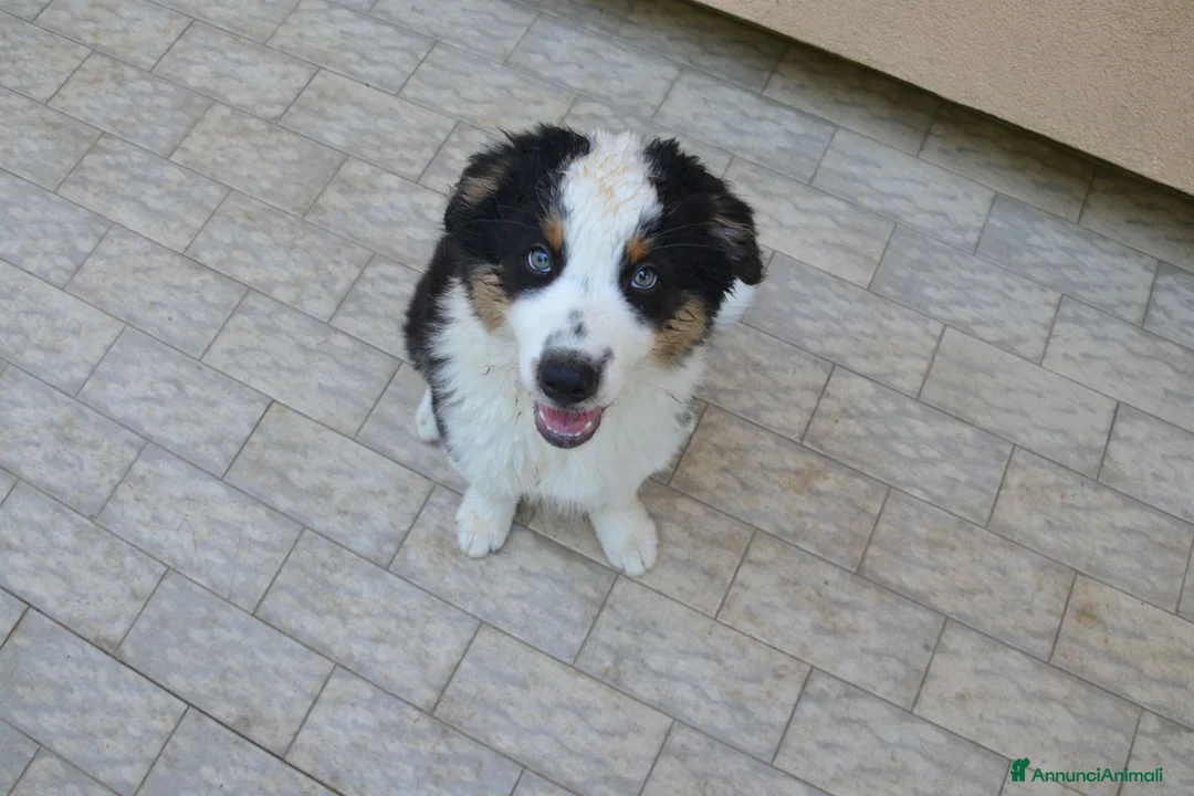 Australian Shepherd cani in vendita: Cuccioli di Pastore Australiano - Annuncio 2
