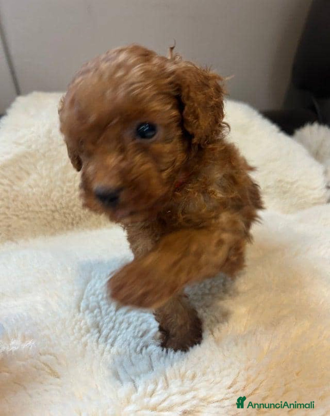 Barboncino Toy cani in vendita: Cuccioli di barboncino toy rossi - Annuncio 6