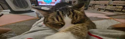 Altre razze gatti in regalo: GATTINI BISOGNOSI: URGENTI ADOZIONI  a Città Metropolitana di Bologna - Annuncio 2