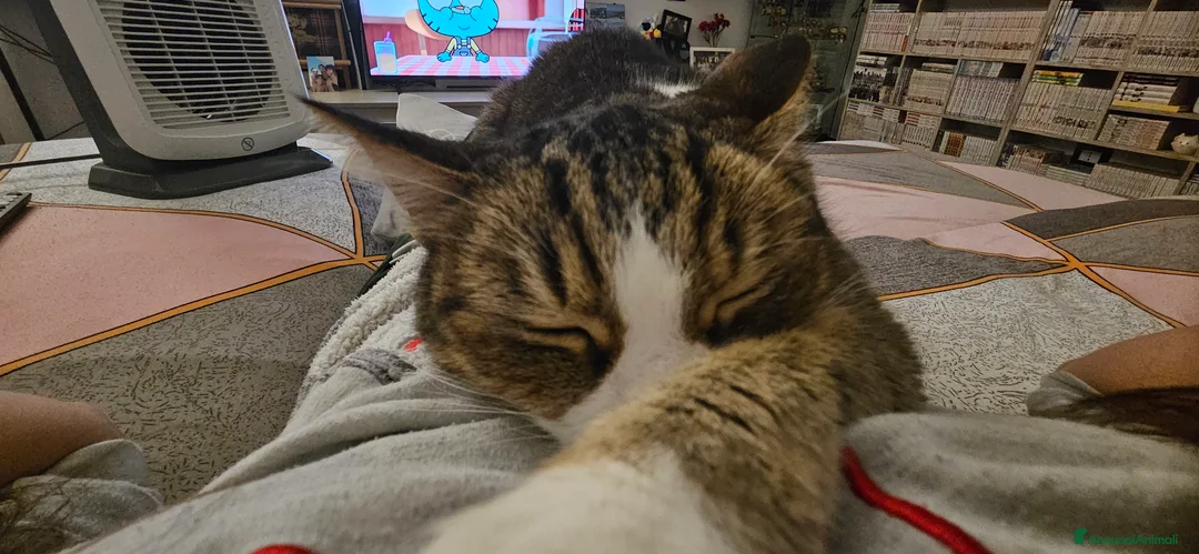 Altre razze gatti in regalo: GATTINI BISOGNOSI: URGENTI ADOZIONI  a Città Metropolitana di Bologna - Annuncio 2