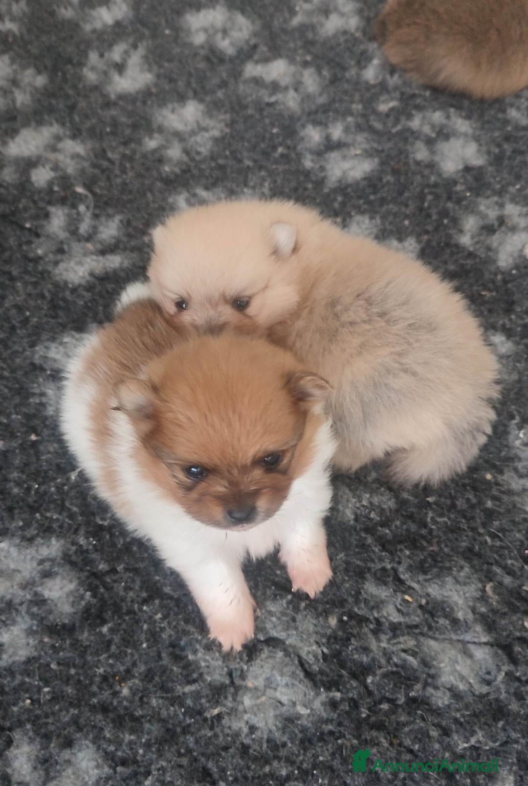 Volpino Pomerania cani in vendita: Cuccioli di Pomerania - Annuncio 16