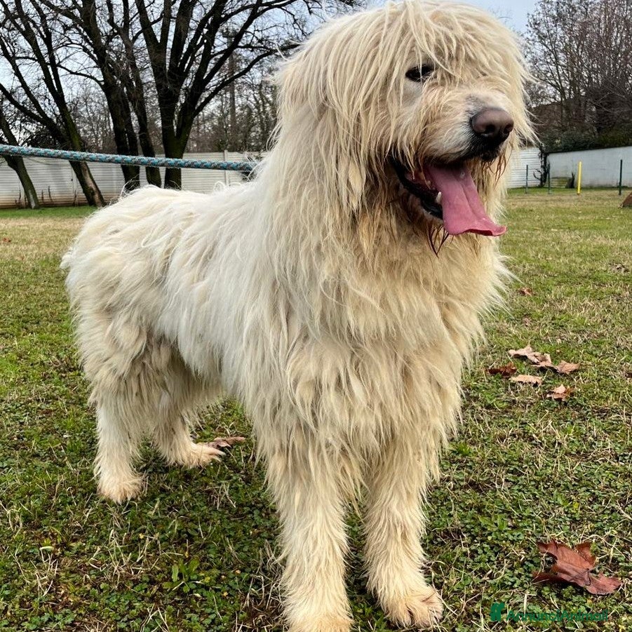 Meticcio cani BELLE BELLISSIMO - Annuncio 2