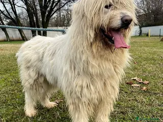 Meticcio cani BELLE BELLISSIMO - Annuncio 2