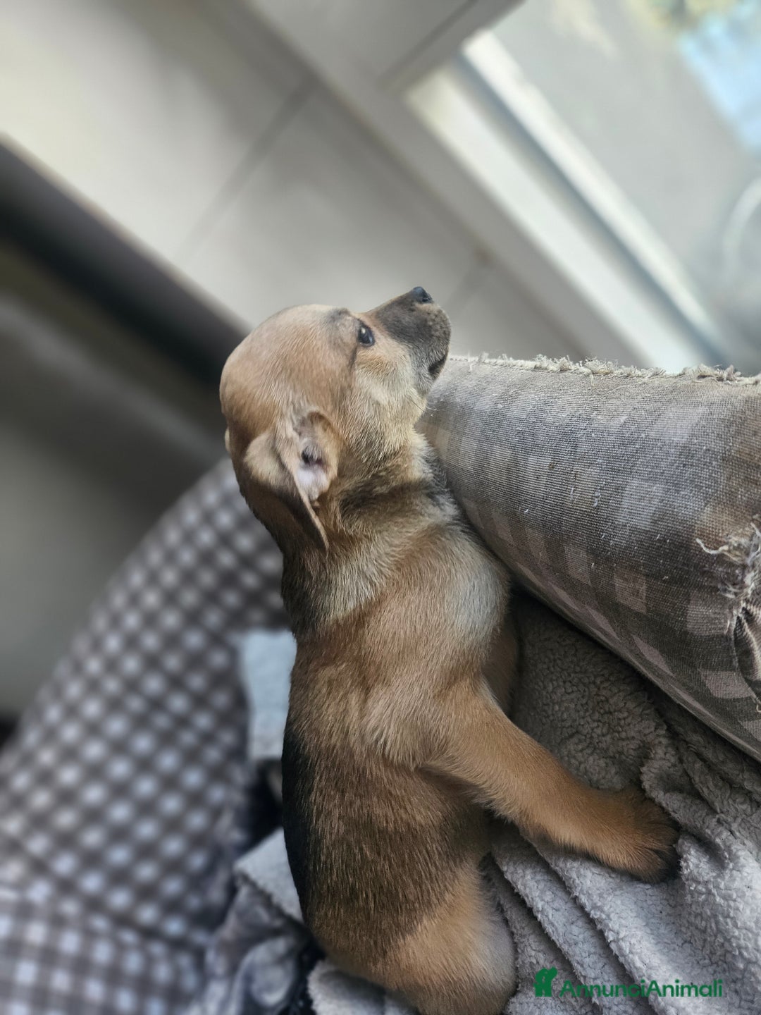 Meticcio cani in regalo: Cuccioli meticci  - Annuncio 1