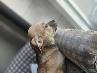 Meticcio cani Cuccioli meticci - Annuncio 1