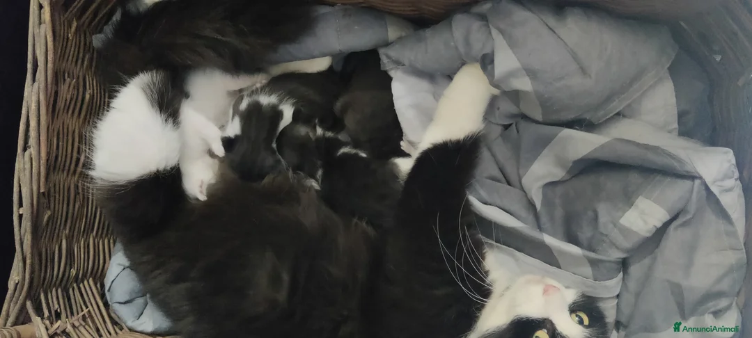 Meticcio gatti in regalo: GATTINI a Città metropolitana di Milano - Annuncio 11