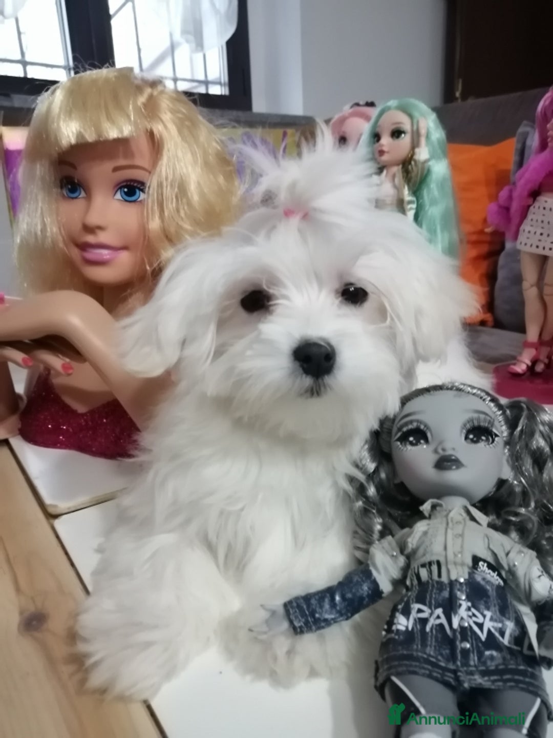 Maltese cani in vendita: CUCCIOLI MALTESI - Annuncio 3