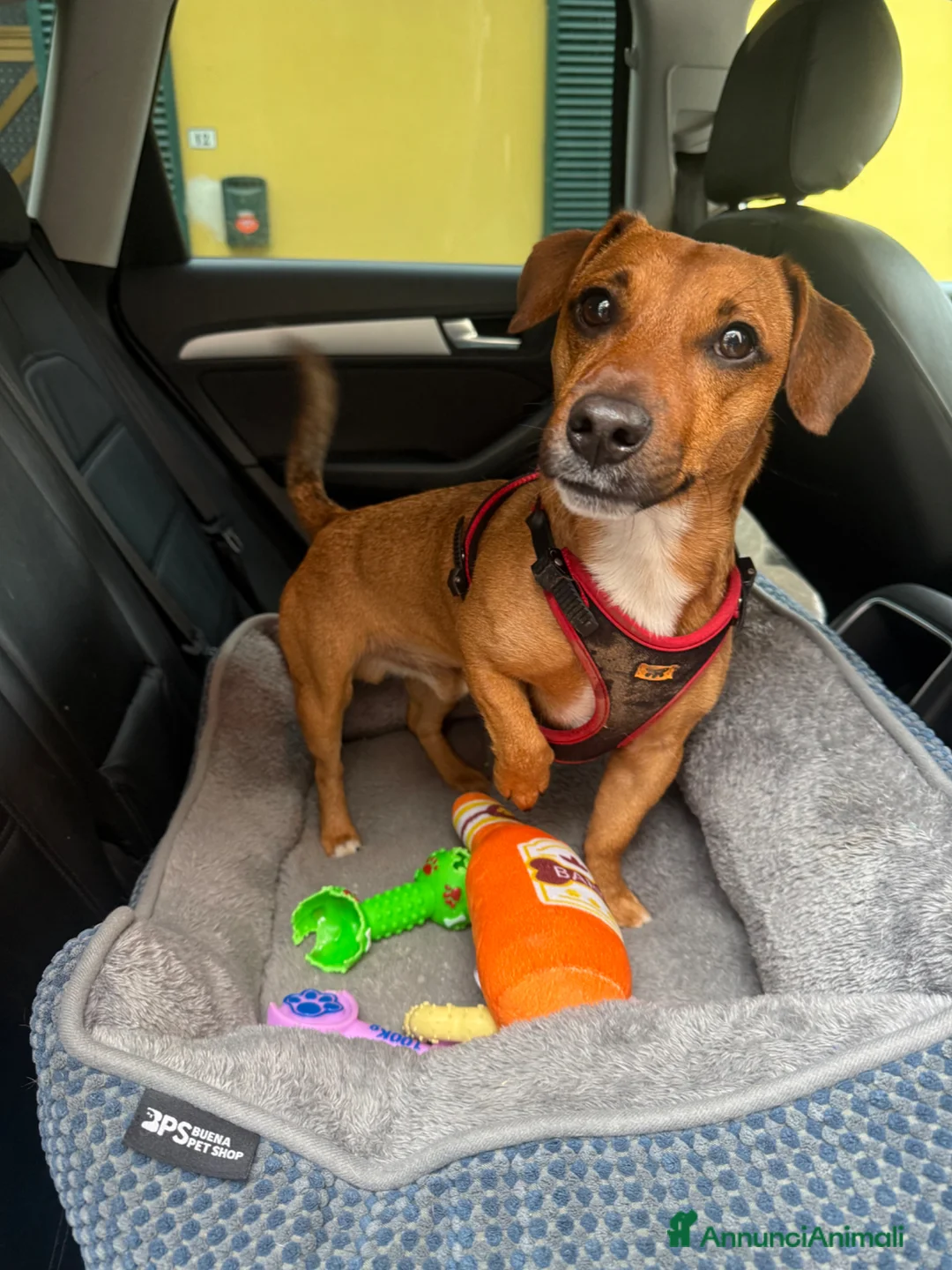 Meticcio cani per accoppiamento: Eric cerca fidanzata!!! - Annuncio 4