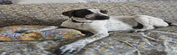 Meticcio cani in regalo: Noah meticcio  in adozione a Libero consorzio comunale di Trapani - Annuncio 7