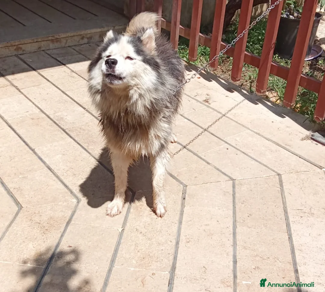 Alaskan Malamute cani in regalo: Splendida Malamute Vicky a Città Metropolitana di Milano - Annuncio 1