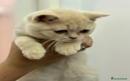 British gatti in vendita: Cucciolo British Shorthair  - Immagine 1