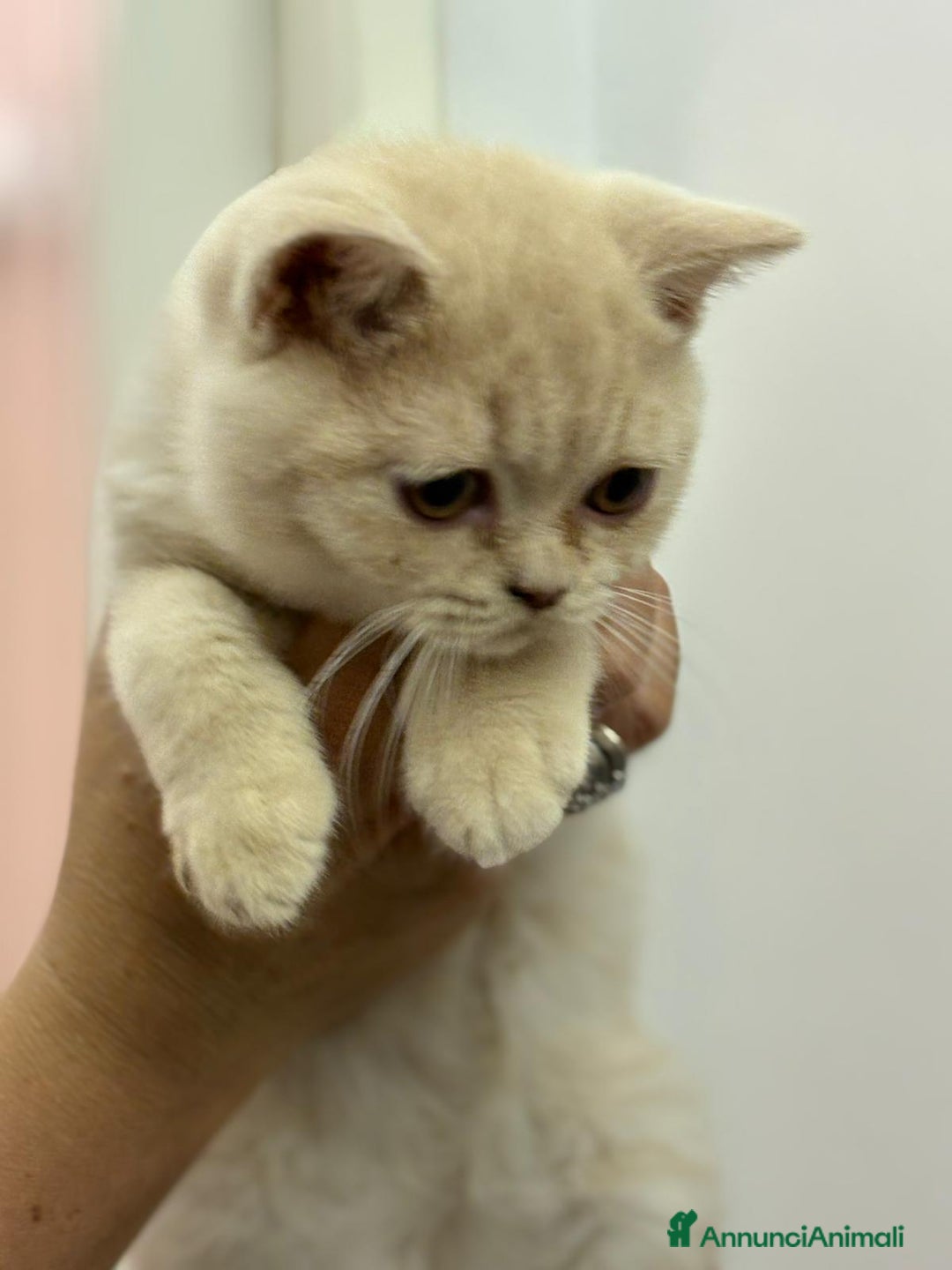 British gatti in vendita: Cucciolo British Shorthair  - Immagine 1