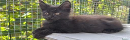 Maine Coon gatti in vendita: Cucciolo di maine coon manto nero (Daiquiri) - Annuncio 9