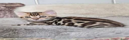 Bengala gatti in vendita: Splendidi cuccioli di bengala - Annuncio 10