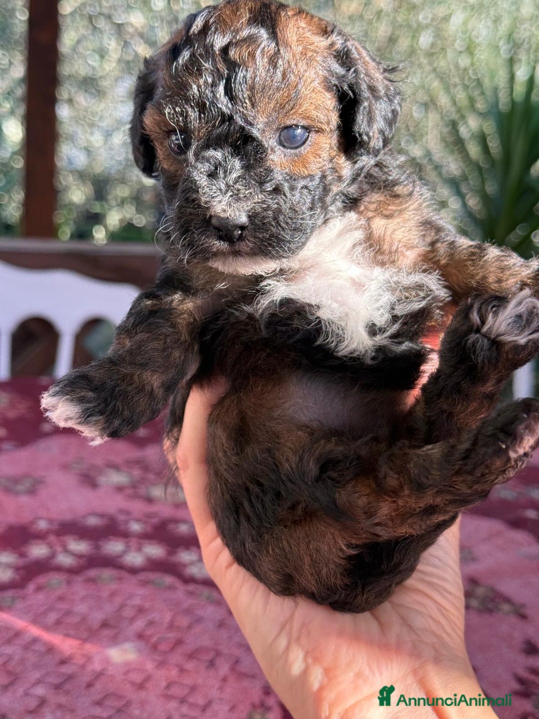 Barboncino Toy cani in vendita: Barboncini toy  - Annuncio 5