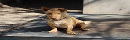 Meticcio cani in regalo: Ernesto: dolce monello taglia piccola  - Annuncio 3
