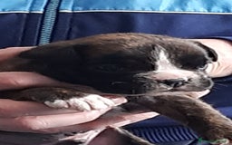 Boxer cani in vendita: boxer cuccioli a Turbigo - Immagine 6