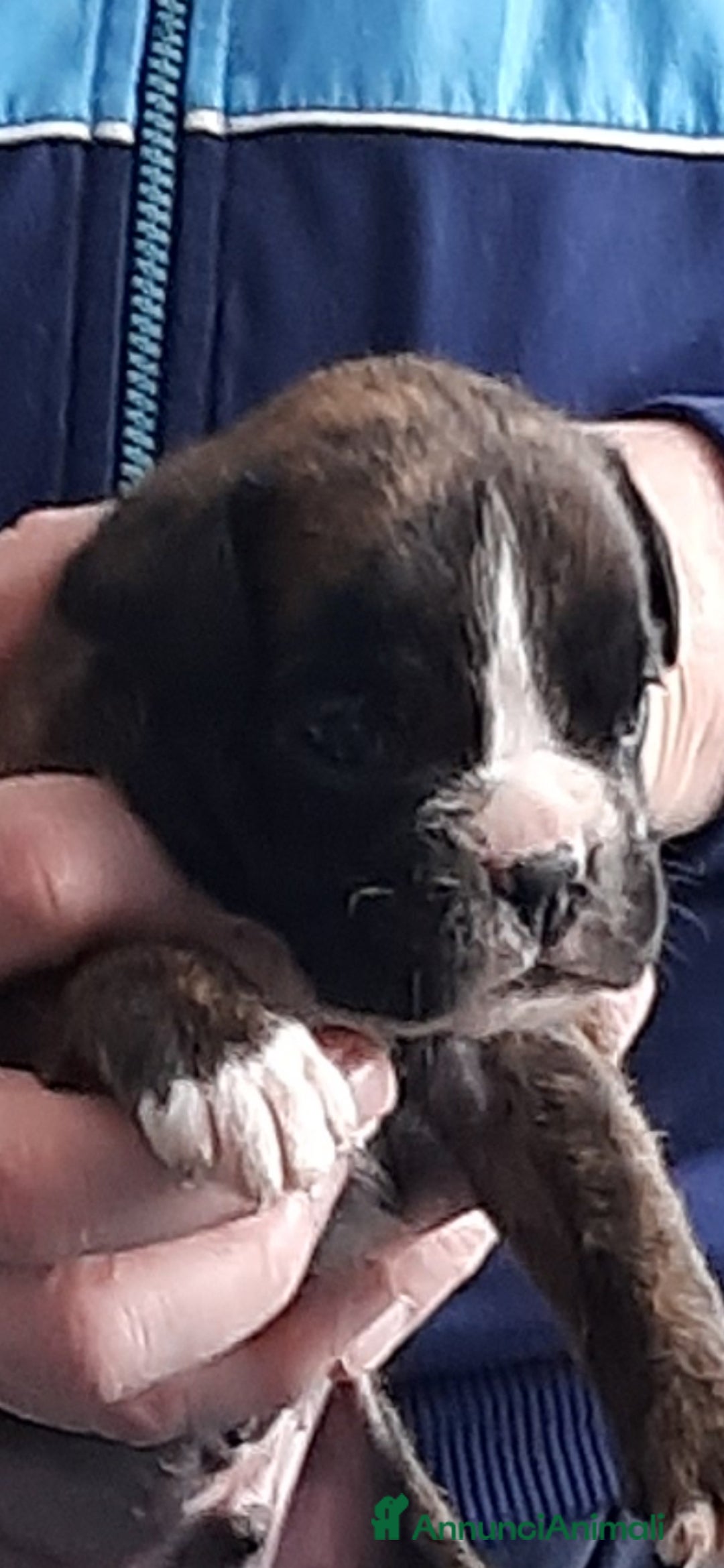 Boxer cani in vendita: boxer cuccioli a Turbigo - Immagine 6