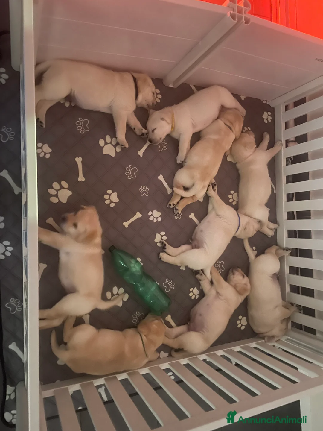 Labrador cani in vendita: Cuccioli di Labrador  - Annuncio 15