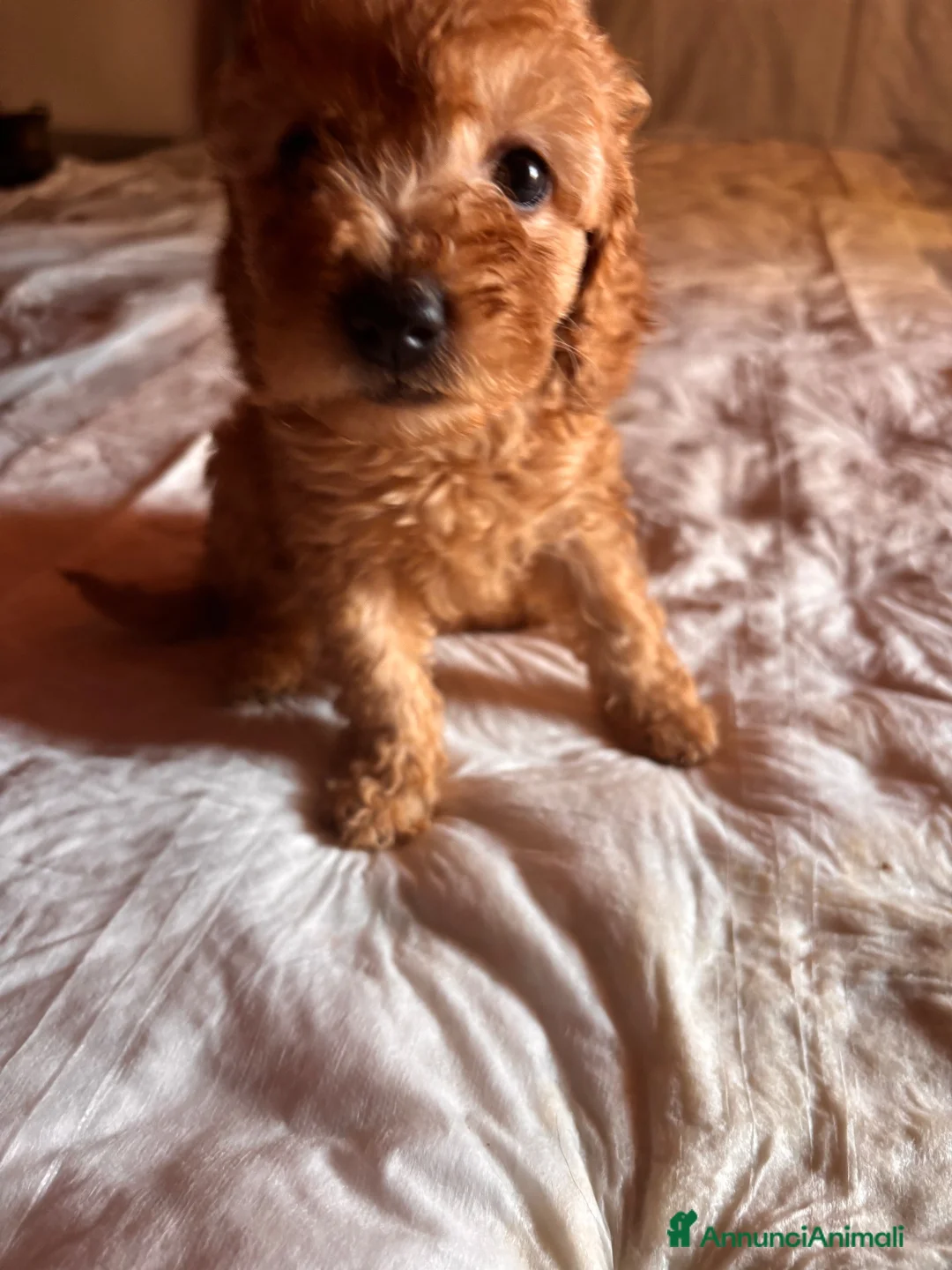 Barboncino Toy cani in vendita: Cuccioli di Barboncino toy - Annuncio 1