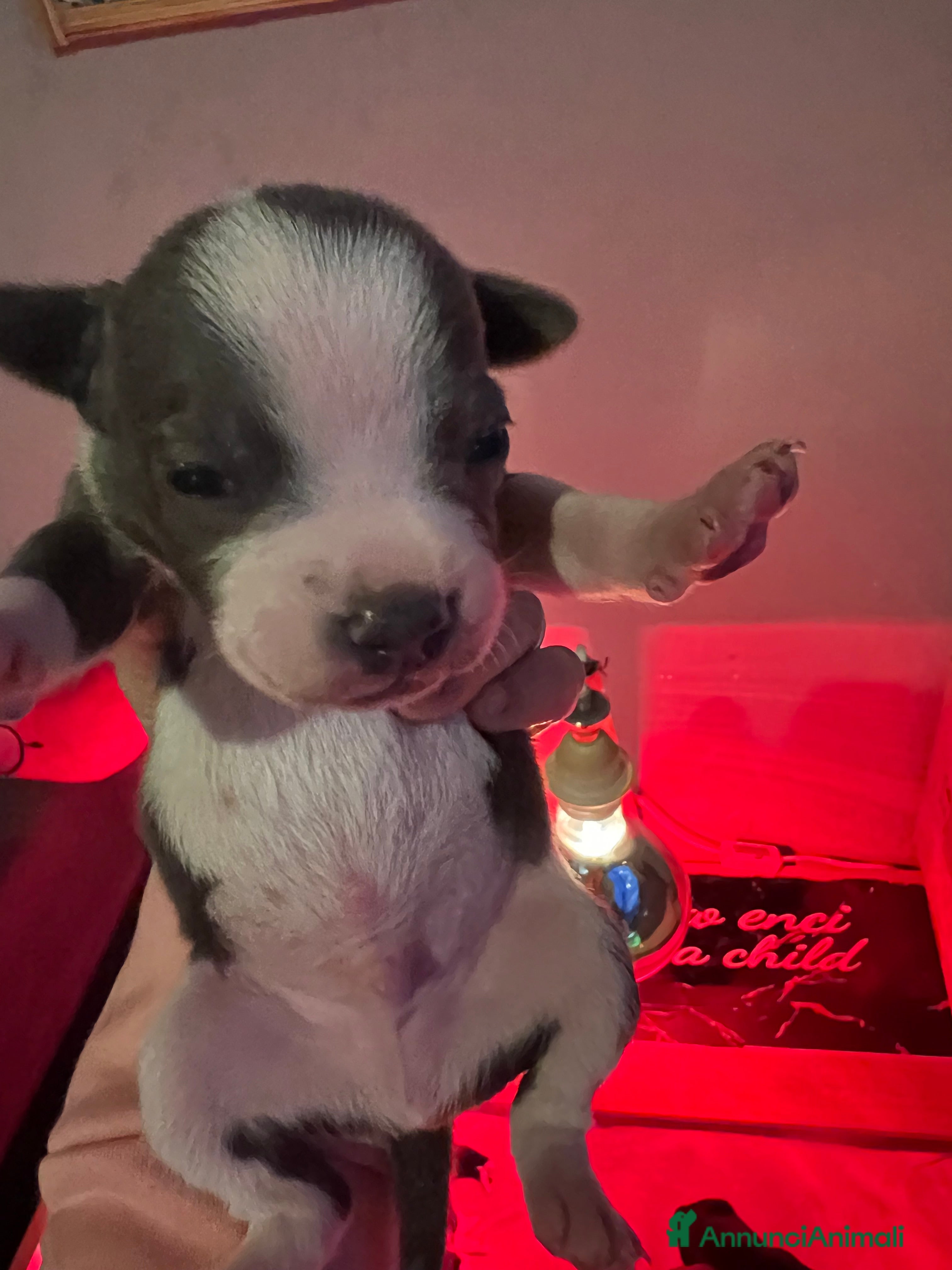 Staffordshire cani Staffordshire bul terrier - Annuncio 2