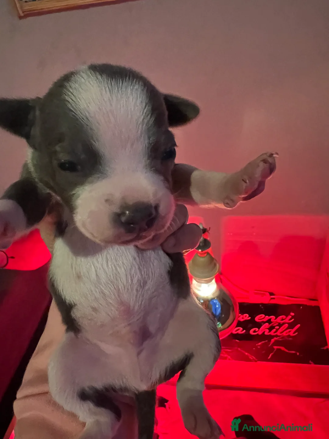 Staffordshire cani in vendita: Staffordshire bul terrier - Annuncio 2