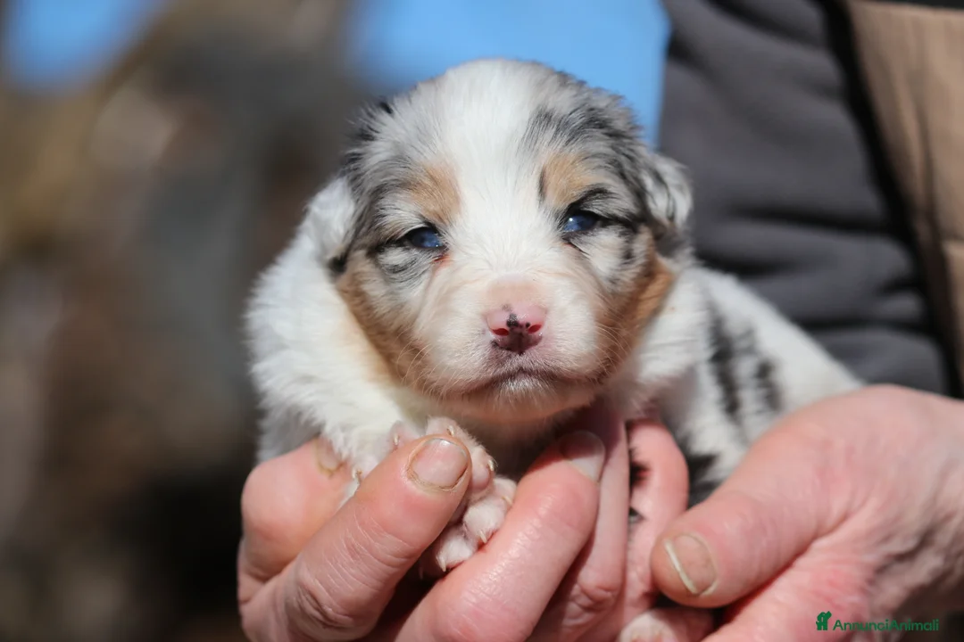 Australian Shepherd cani in vendita: Cuccioli di Pastore Australiano  - Annuncio 5