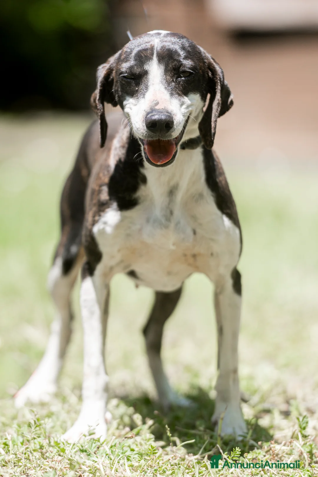 Meticcio cani in regalo: LA DOLCE RUGHETTA HA BISOGNO DI UNA CASA - Annuncio 4