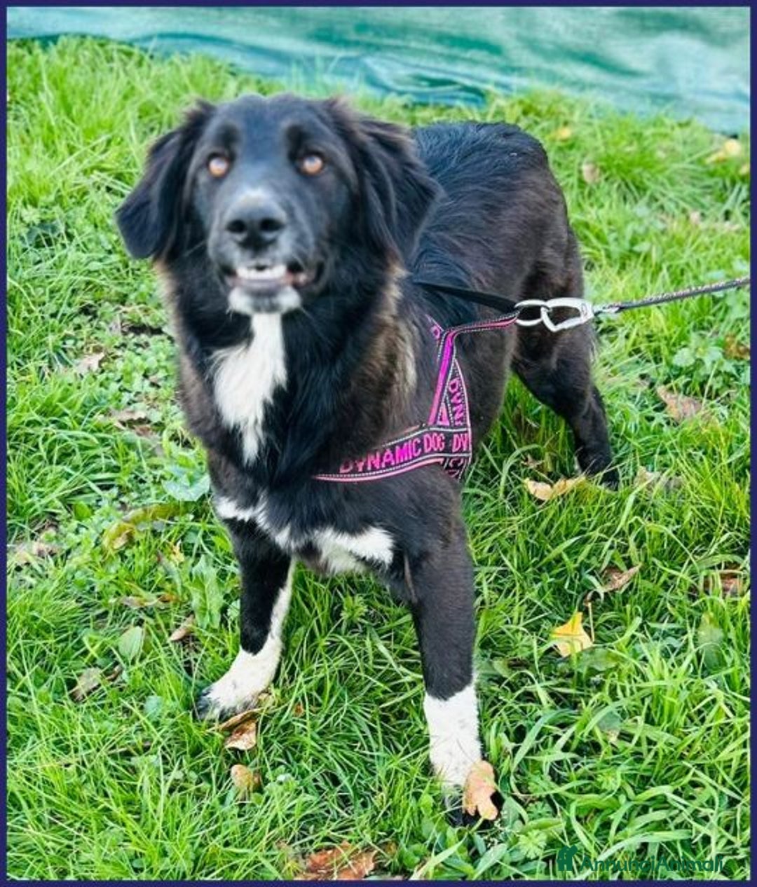 Meticcio cani in regalo: TALIA adorabile pelosetta 1anno - tg 20kg - Annuncio 4