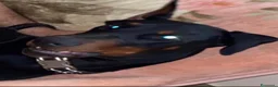 Dobermann cani per accoppiamento: Cane adulto taglia grande maschio  a Provincia di Pavia - Annuncio 8