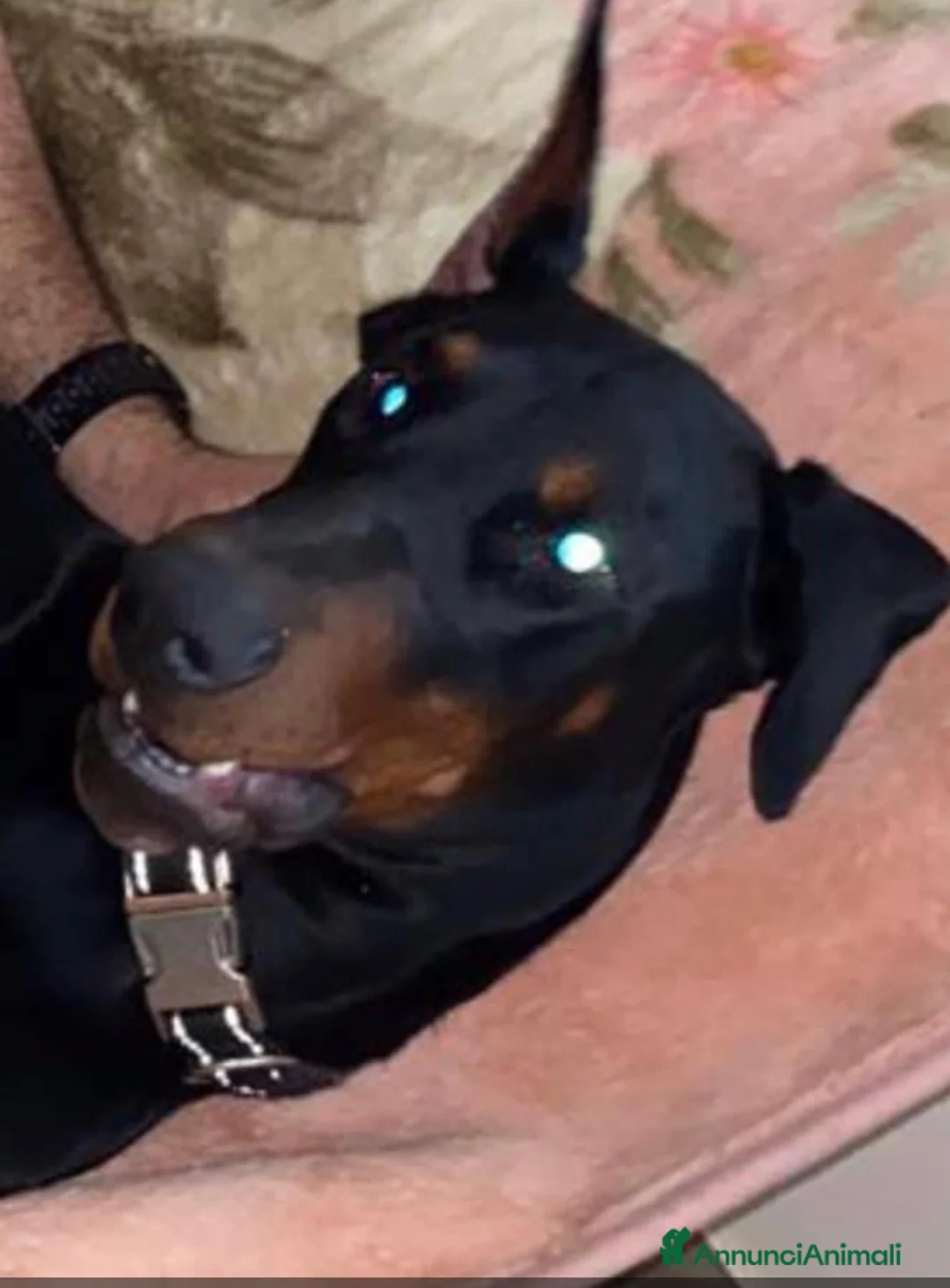 Dobermann cani per accoppiamento: Cane adulto taglia grande maschio  a Provincia di Pavia - Annuncio 8