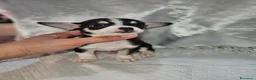 Chihuahua cani in vendita: Chihuahua toy mini - Annuncio 11