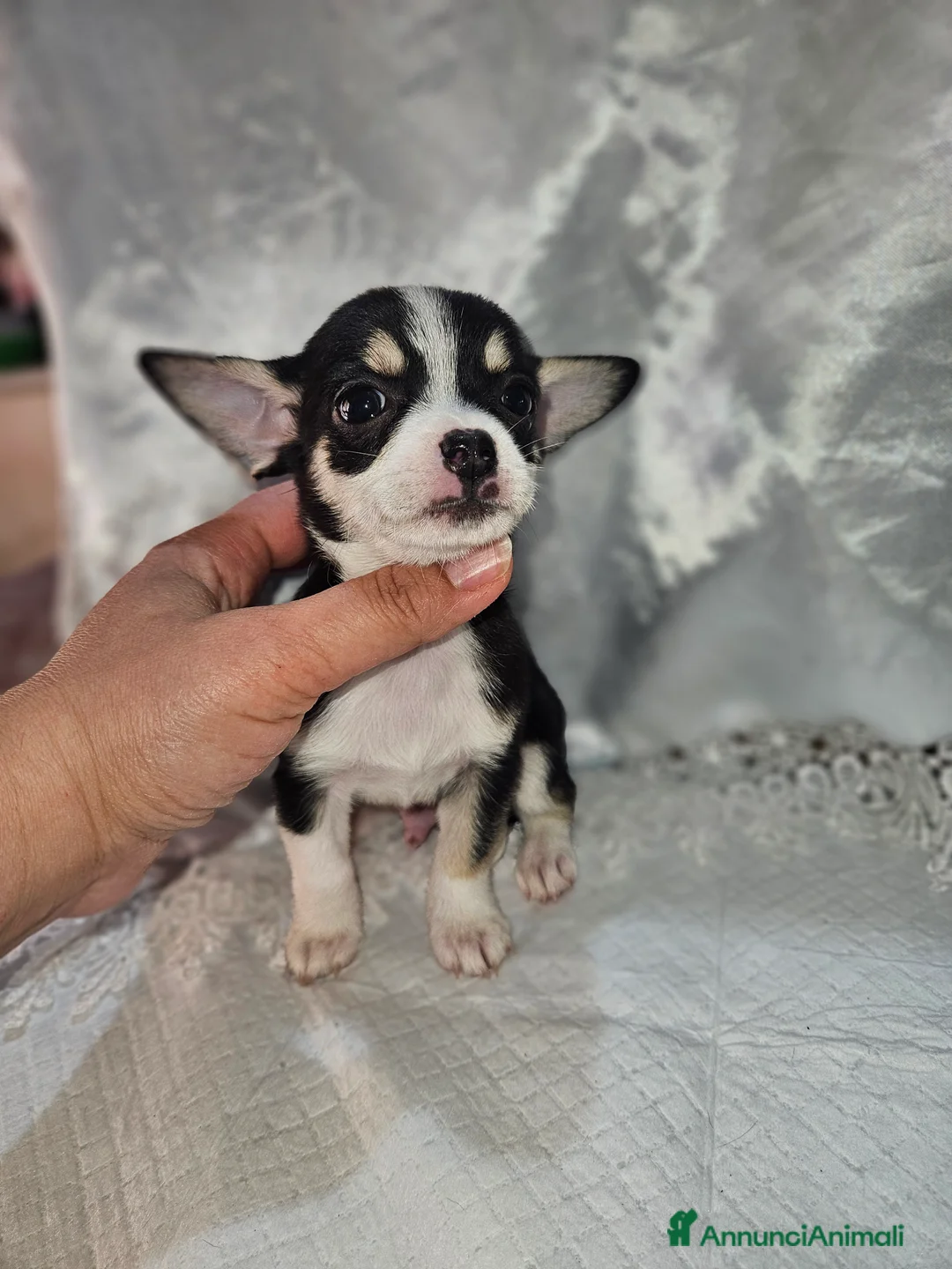 Chihuahua cani in vendita: Chihuahua toy mini - Annuncio 11