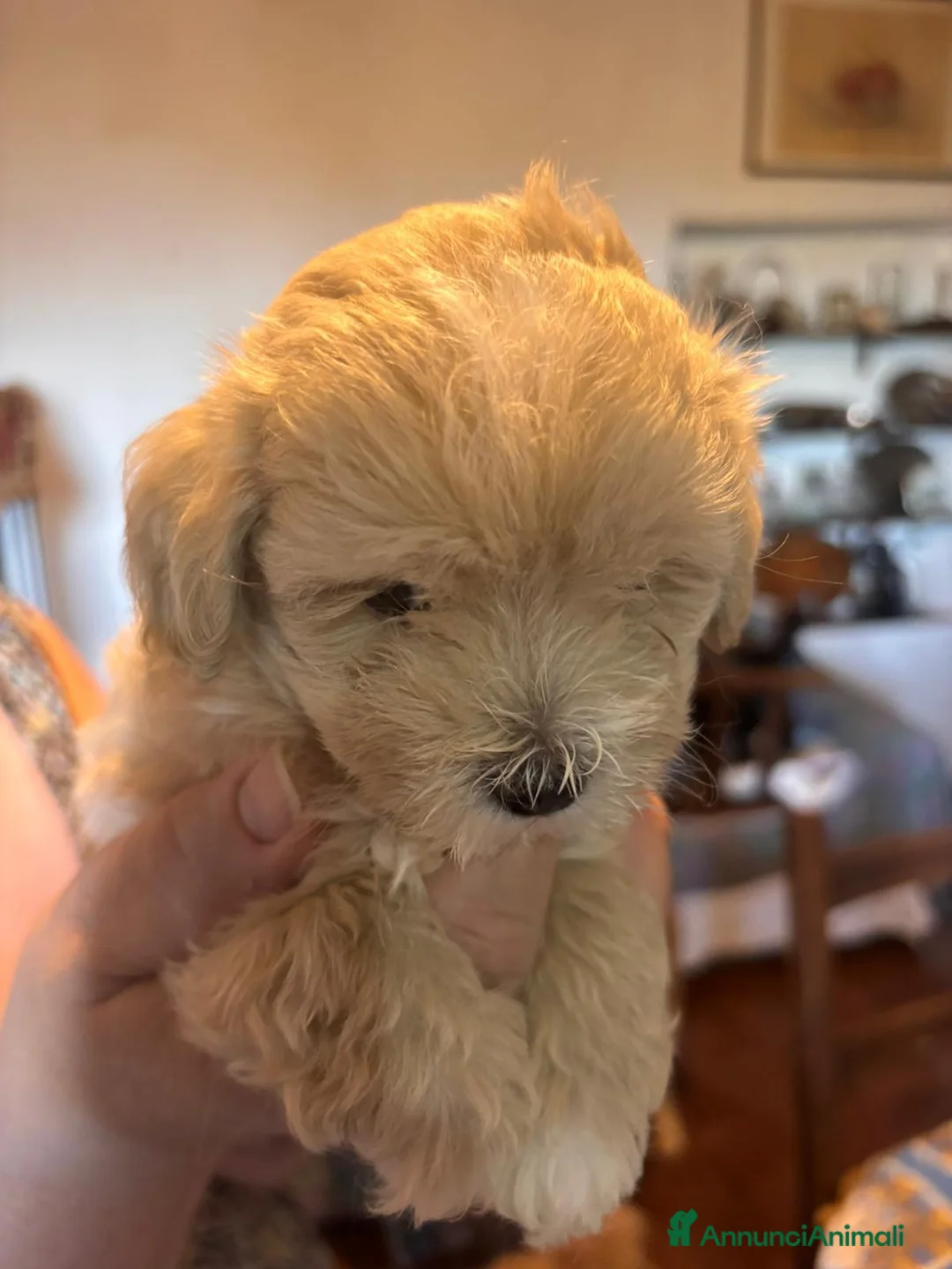 Maltipoo cani in vendita: Cucciolo di maltipoo - Annuncio 2
