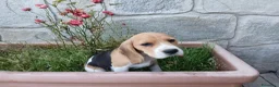 Beagle cani in vendita: BEAGLE CUCCIOLI - Annuncio 3