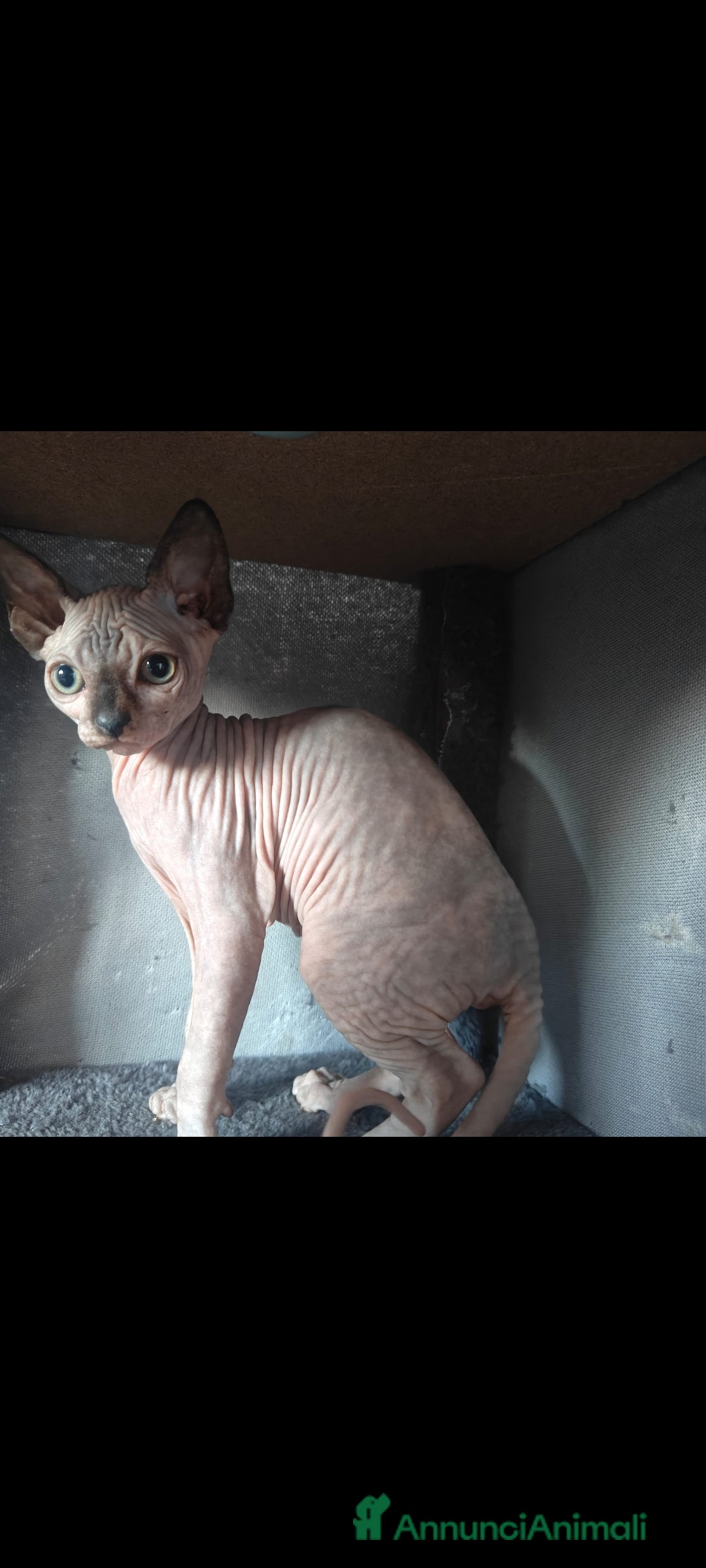 Sphynx gatti in vendita: Cucciola di canadian sphynx  - Annuncio 6