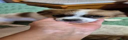 Pechinese cani in vendita: Cuccioli  - Annuncio 6