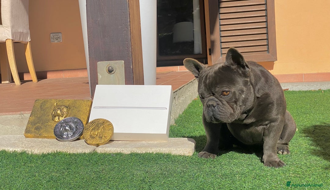 Bulldog Francese cani in vendita: Bulldog francese  - Annuncio 7