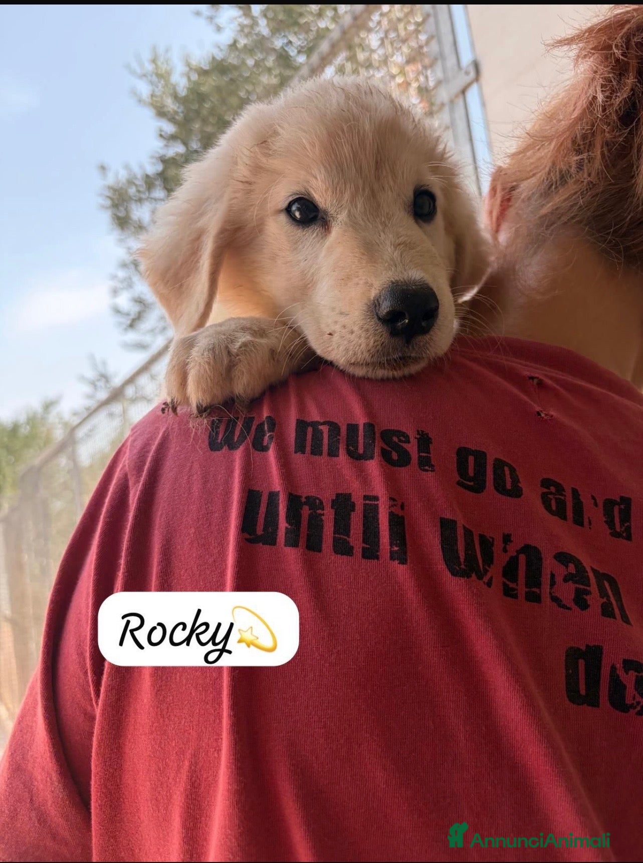 Meticcio cani Rocky dolcissimo cucciolo simil golden retriever  - Annuncio 12