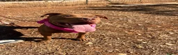 Pitbull cani in regalo: Shakira pitbull ottimo carattere - Annuncio 10
