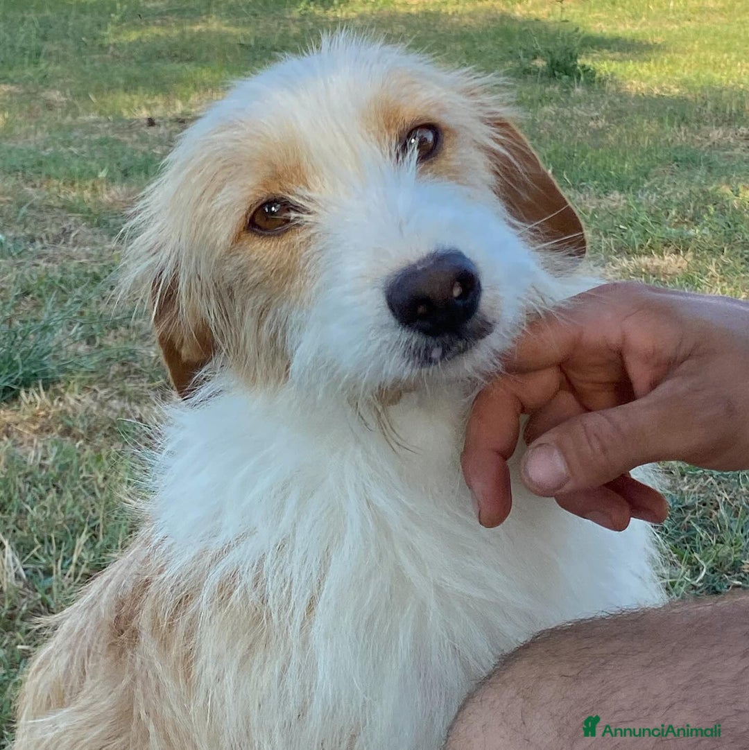 Meticcio cani in regalo: LEONE dolcissimo spinoncino in adozione Latina - Annuncio 7