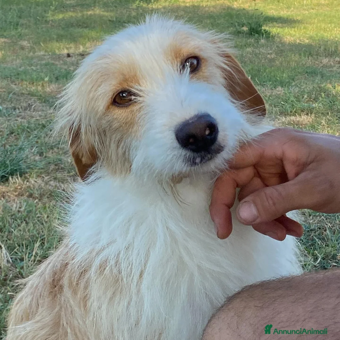 Meticcio cani in regalo: LEONE dolcissimo spinoncino in adozione Latina - Annuncio 7
