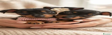 Pinscher Miniatura 3