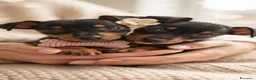 Pinscher Miniatura cani in vendita: Pinscher miniatura purissimi  a Provincia di Latina - Annuncio 4